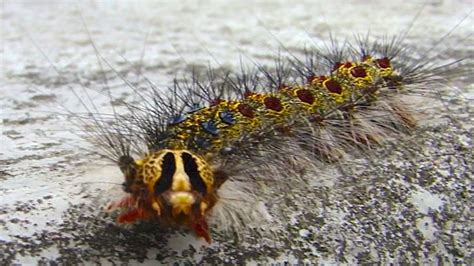 Giant Poisonous Japanese Caterpillar Quick Japan Lymantria Dispar Japonica Youtube