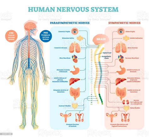 The central nervous system (cns) consists of the brain and the spinal cord. Human Nervous System Medical Vector Illustration Diagram ...