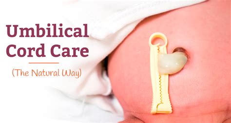 It is best to crush the cord rather than to cut it clean. Umbilical Cord Care (The Natural Way)