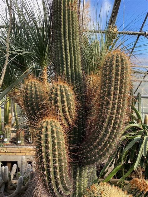 Leucostele Terscheckii Argentine Saguaro Cardon Grande Cactus
