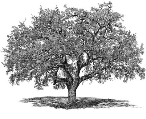 Big Tree Studio Live Oak County Charter Oak Oak Tree Drawings Tree