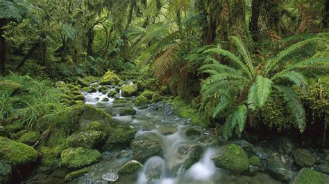 壁纸 树木 森林 性质 绿色 谷 荒野 丛林 流 雨林 河道 植被 快速 林地 栖息地 自然环境 植物学
