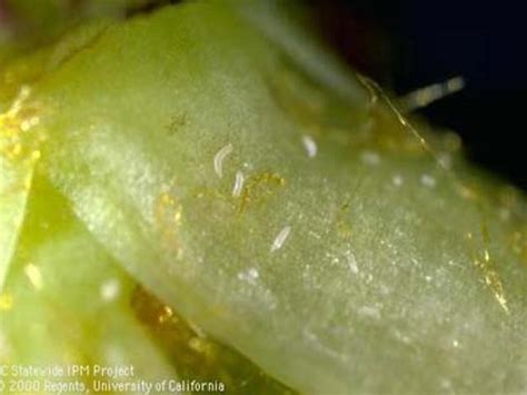 Pear Insect Mite And Nematode Pests Fruit And Nut Research And Information