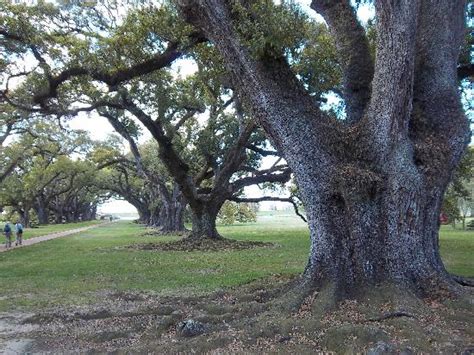 Close Up Of Oak Tree Picture Of Oak Alley Plantation
