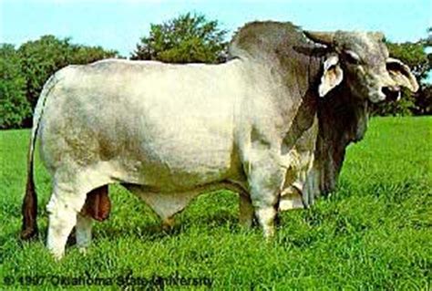 All about the brahman cattle breed, information, characteristics, temperament, milking,skin,meat, health , care, raising, breeding,feeding, breed associations,where to buy and much more. Breeds of Livestock - Brahman Cattle — Breeds of Livestock, Department of Animal Science