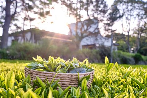 Innisfree Lists Green Tea Farms In Koreas Jeju Island On Airbnb