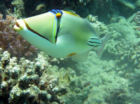 Arabian Picasso Triggerfish Makadi Bay Egypt August