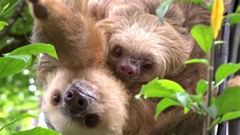 Some of their babies are smaller than the size of a human hand, with one image showing one. The cutest sloth mama with her baby - YouTube