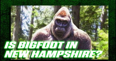 The Crypto Blast Does Bigfoot Exist In Woods Of New Hampshire