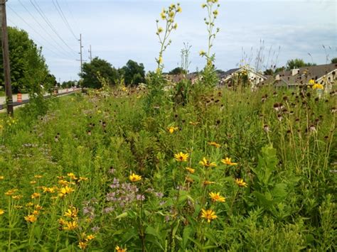 The Grackle Native Prairie Plants In Midwestern Gardens