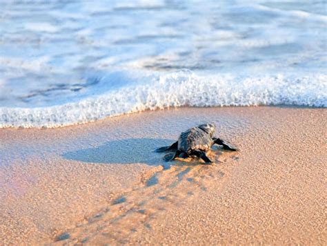 Surprising Facts About Baby Sea Turtles Always Pets