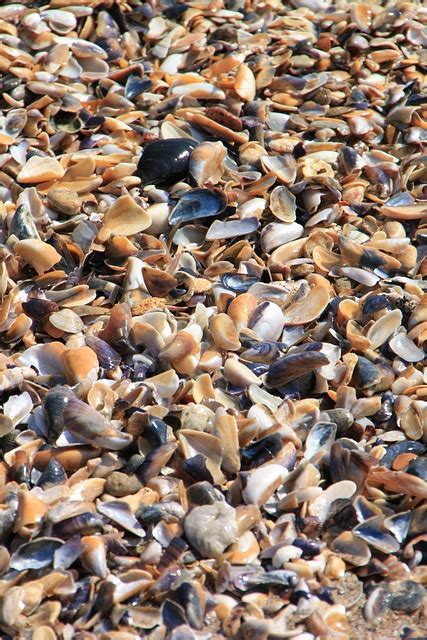 Clam Sea Shells · Free Photo On Pixabay