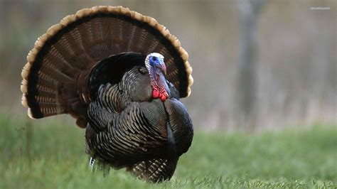 Here you can find the best turkey wallpapers uploaded by our community. Free Turkey Wallpapers - Wallpaper Cave
