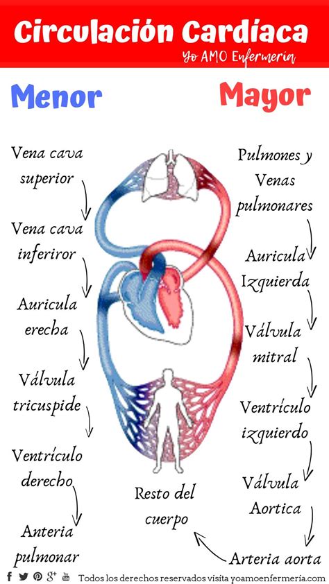 Circulación Cardíaca Anatomía Médica Anatomia Cardiaca Notas De