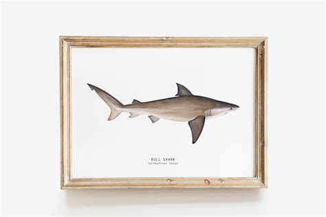 Bull Shark Hand Painted Watercolor Art Print Oceanic Animals Etsy