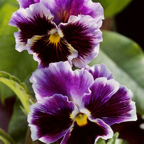 14 Pretty And Unusual Pansy Varieties