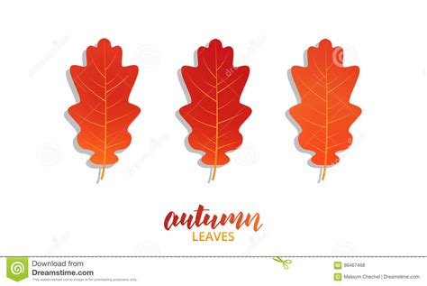 Autumn Oak Leaves Set Vector Fall Autumn Leaves Collection Stock