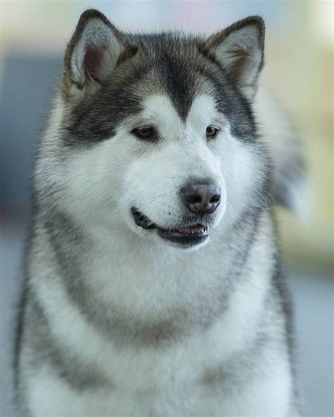 It's a large dog at about 22 to 26 inches tall, weighing between 71 to 95 pounds. 15 Cool Facts About Alaskan Malamute Dogs | The Dogman