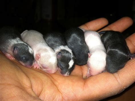 How old should guinea pigs be when breeding and how many babies are in a normal litter? From Ghana to Guinea Pigs: Life Laughter and Love