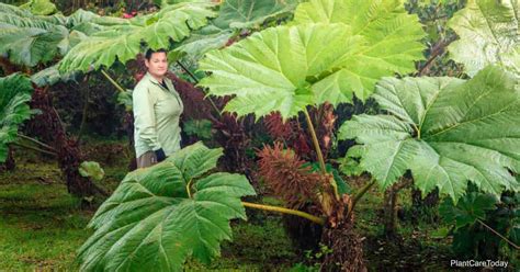 Gunnera Plant Care Todo Sobre El Cultivo De Plantas De Hojas Gigantes