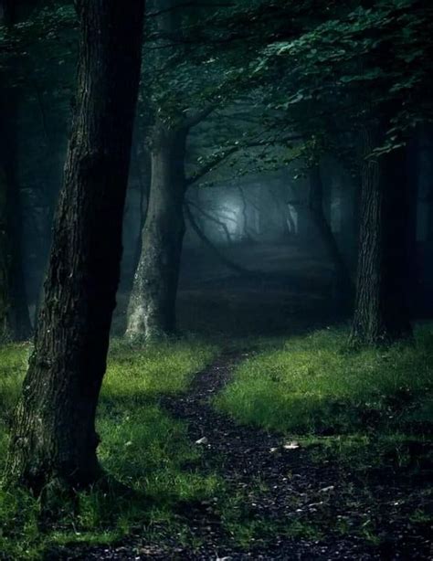 Go There In 2020 Mystical Forest Scenery Photography Landscape