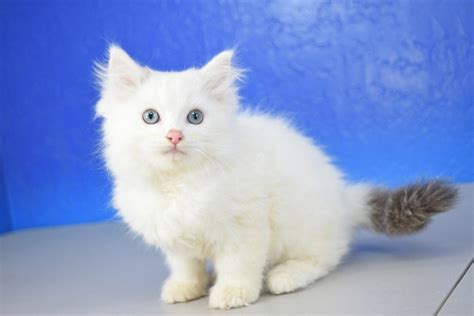 Get a ragdoll, bengal, siamese and more on kijiji, canada's #1 local classifieds. Ragdoll Kitten - Ragdoll, Ragamuffin, Teacup and Munchkin ...