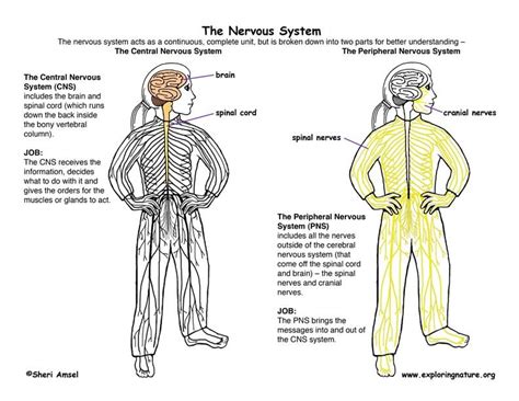 Central nervous system the human brain (which weighs only about 3 pounds, or 1,300 kilograms) is estimated to contain over one hundred billion neurons. Central Nervous System vs. Peripheral Nervous System | Nervous system diagram