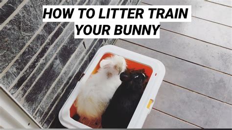 How To Litter Train Your Rabbit In One Week Rabbit Potty Training