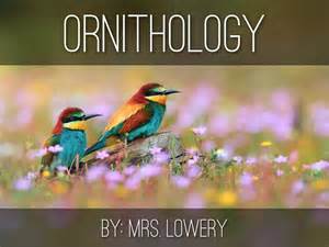 Ornithology By Jes Lowery