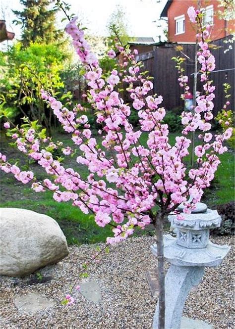 ✓ free for commercial use ✓ high quality images. Prunus triloba - Double Flowering Cherry-Almond TREE