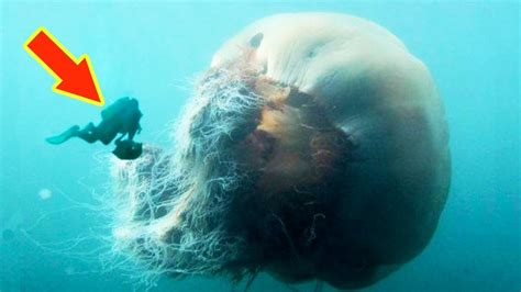 Lions Mane Jellyfish The Biggest Jellyfish In The World Youtube