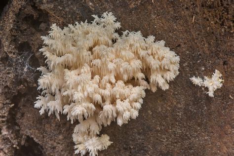 Slideshow 2390-08: Coral tooth mushroom (Hericium coralloides) on ...