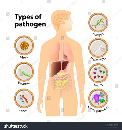 Pathogen Virus Bacteria Prion Fungus Helminths Toxins And Other