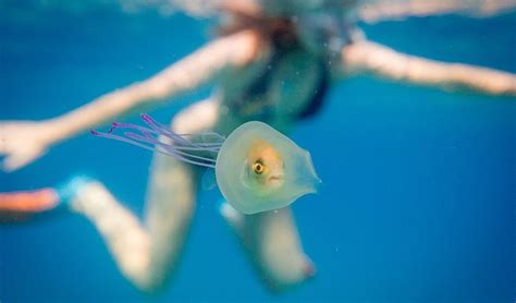 Bizarre Photo Of A Fish In A Jellyfish Australian Geographic