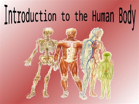Ppt Anatomy Study Of Structure Morphology Of Body Parts And How