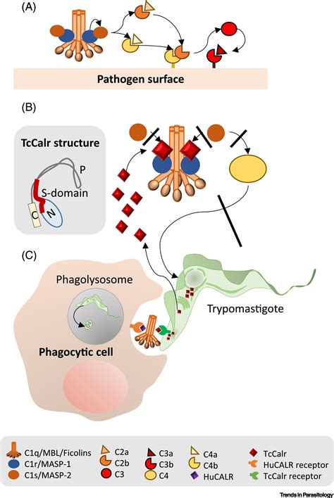 trypanosoma cruzi calreticulin immune evasion infectivity and tumorigenesis trends in