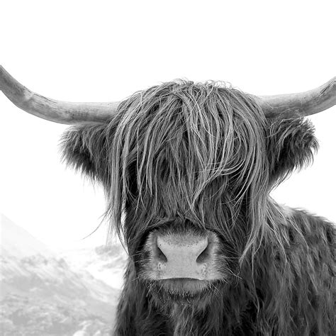 Black And White Highland Cow Print Shaggy Cow Wall Art Bull Print