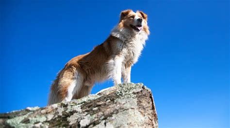 Bernese Mountain Dog Mixes 21 Fantastic Berner Crossbreeds Dogs