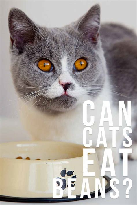 In spite of the fact that beans can be an awesome wellspring of fiber and protein. Can Cats Eat Beans? Your Questions Answered by The Happy ...