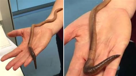 The Largest Earthworm Ever Found In Uk Youtube