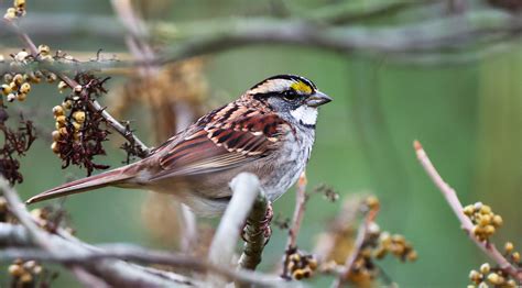 White Throated Sparrow The Audubon Birds And Climate Change Report