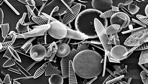 Little Diatoms Have Big Influence On Ocean Nutrients Futurity
