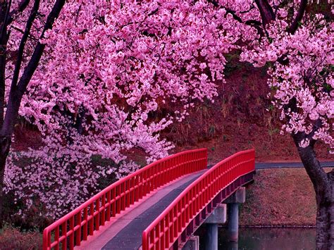 Cherry Blossom Tree Wallpapers Top Free Cherry Blossom Tree Backgrounds Wallpaperaccess