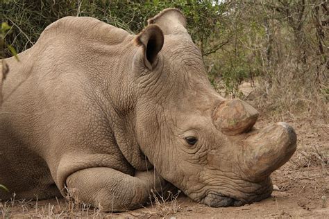 Inside The High Tech Plot To Save The Northern White Rhino From