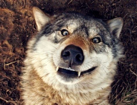 White Wolf 14 Funny Wolf Pictures That Will Put A Smile On Your Face