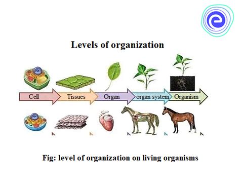 Levels Of Organization Examples Levels Of Biological Organization
