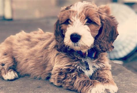12 Amazing Things About Doxiepoo Dachshund Poodle Mix Dog Poodle