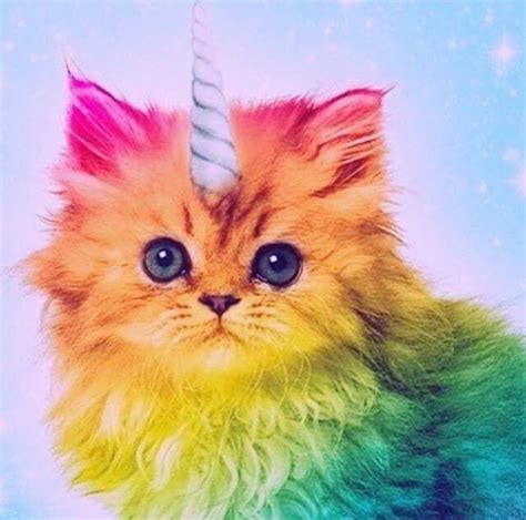 Rainbow Unicorn Kitten Because Why Not Foto Con Animali Animali