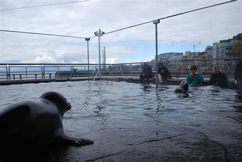 Seattle Aquarium A Peek Inside Puget Sound And Beyond Seattle Bloggers