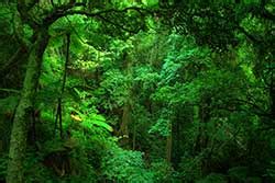 Check out the pronunciation, synonyms and grammar. French Translation of "rainforest" | Collins English ...